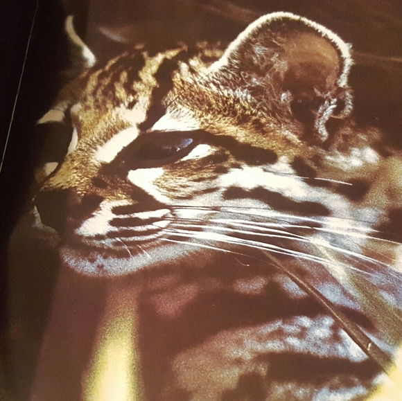 1975 FIRST PRINTING THE WORLD OF NATURE BIG CATS O - Picture 11 of 12